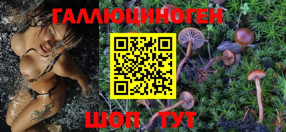 Галлюциногенные грибы Psilocybine cubensis Заволжье